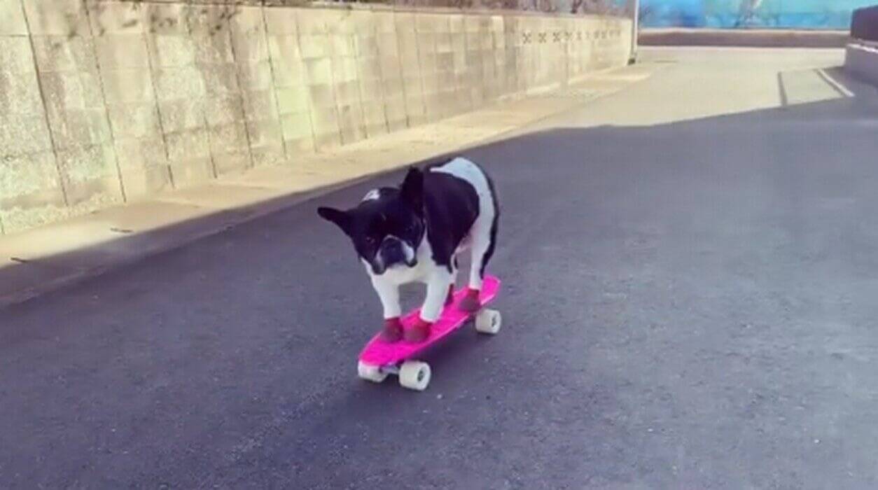 何故か笑える フレブルがスケボーに乗ると カッコいい をやりきってくれないんだが ちょっぴり哀愁動画 年1月29日 エキサイトニュース