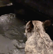 湯船に浸かるフレブル。ウトウト…と船を漕いでいる姿がもう、人間にしか見えない。【お風呂動画3本】