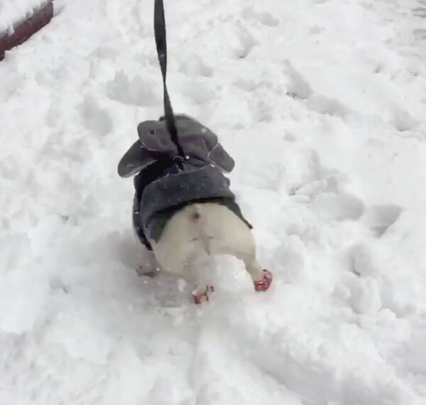 何でキミ達はいつも笑わせてくるのだ フレブルも歩けばオチに出くわす 雪上の爆笑ハプニング 3連発 動画 年2月15日 エキサイトニュース