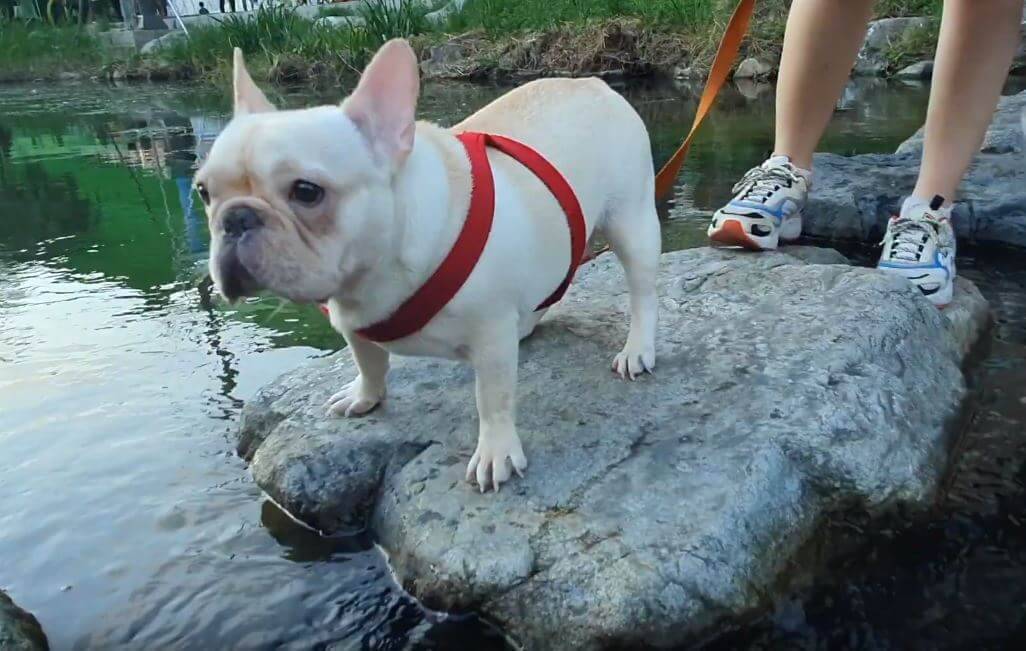 川の飛び石という困難に直面したフレブル。大丈夫?…と心配する間も無く、とても自然に滑り落ちた…【動画】