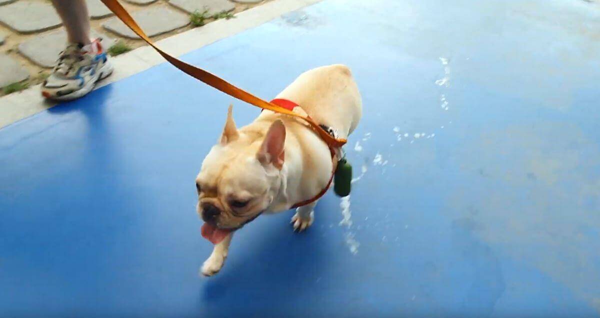 川の飛び石という困難に直面したフレブル。大丈夫?…と心配する間も無く、とても自然に滑り落ちた…【動画】