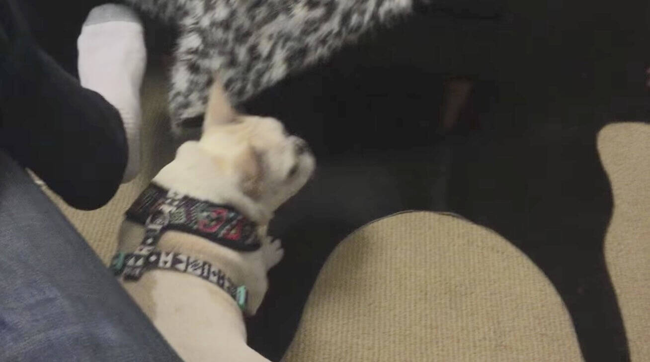 松ぼっくりのようなウィッグで登場した飼い主 フレブルの反応は 完全に 戦闘モード 一択だった 動画 年4月21日 エキサイトニュース