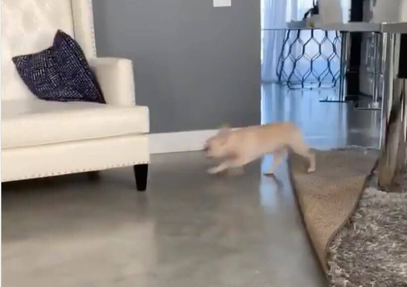 めっちゃ狭い隙間にドッグフードの粒を見つけたフレブル ぺちゃんこになりつつ無事ペロリ って執念がすごい 動画 年7月30日 エキサイトニュース