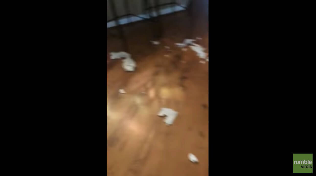 相棒犬にイタズラの罪をなすりつけられたフレブル 複雑な顔で ジッと飼い主を見つめる姿が切なすぎた 動画 年8月23日 エキサイトニュース