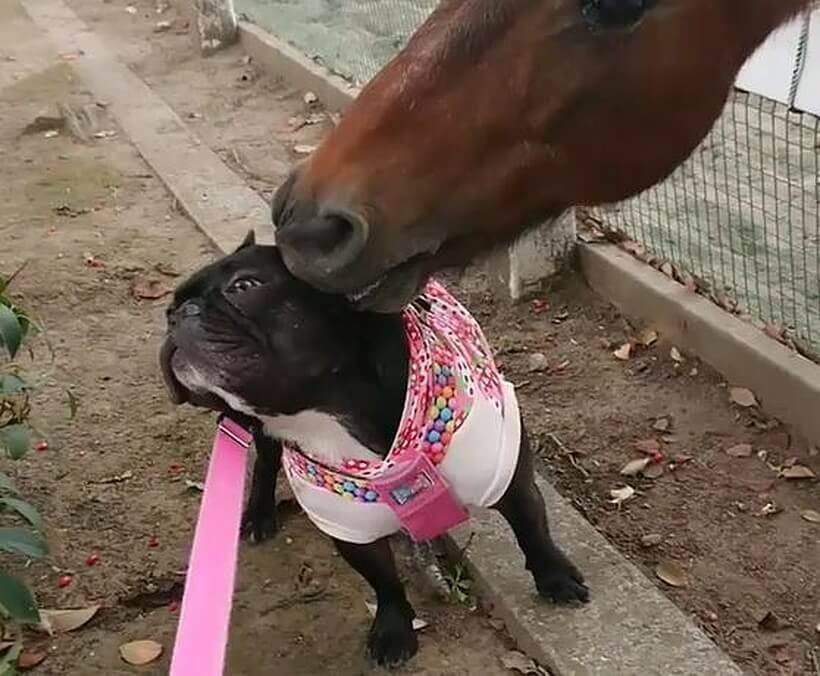 馬がフレブルにチュウ なんて微笑ましい っていえいえ 超ビビってカチカチに固まり動けなくなったんだって 動画 年8月27日 エキサイトニュース