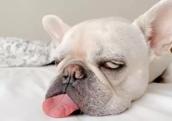 ひとつのベッドにフレブルの赤ちゃんがぎゅうぎゅうのミッチミチ 動画 22年6月29日 エキサイトニュース