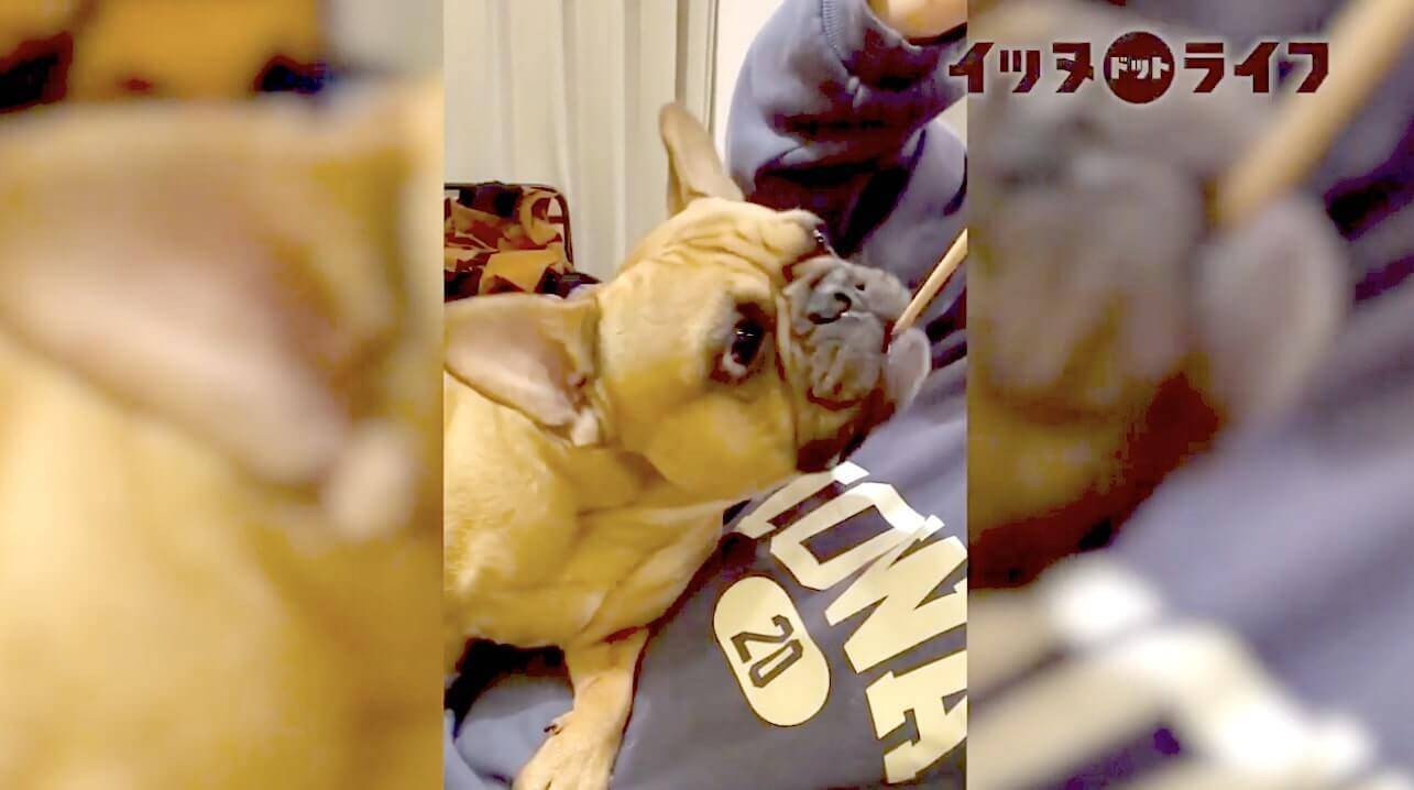 （味無い…？）お裾分けが『エアーお裾分け』だった事に早めに勘付いたフレブル。さすがは食いしん坊代表だ。【動画】