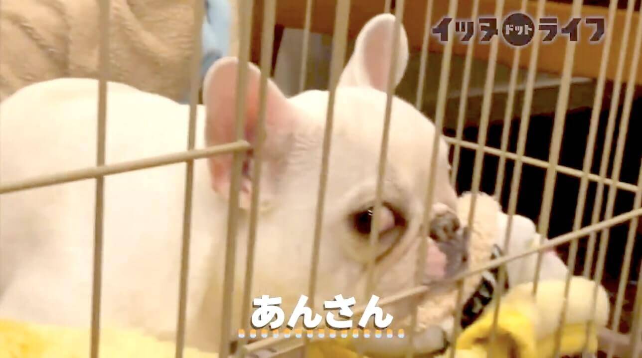 悟れよ 自分もう寝ます の感情を笑えるほどの ジト目 でアピってきたフレブル かなりの高圧でジワった 動画 年12月5日 エキサイトニュース