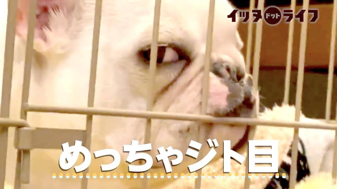 悟れよ 自分もう寝ます の感情を笑えるほどの ジト目 でアピってきたフレブル かなりの高圧でジワった 動画 年12月5日 エキサイトニュース 2 2