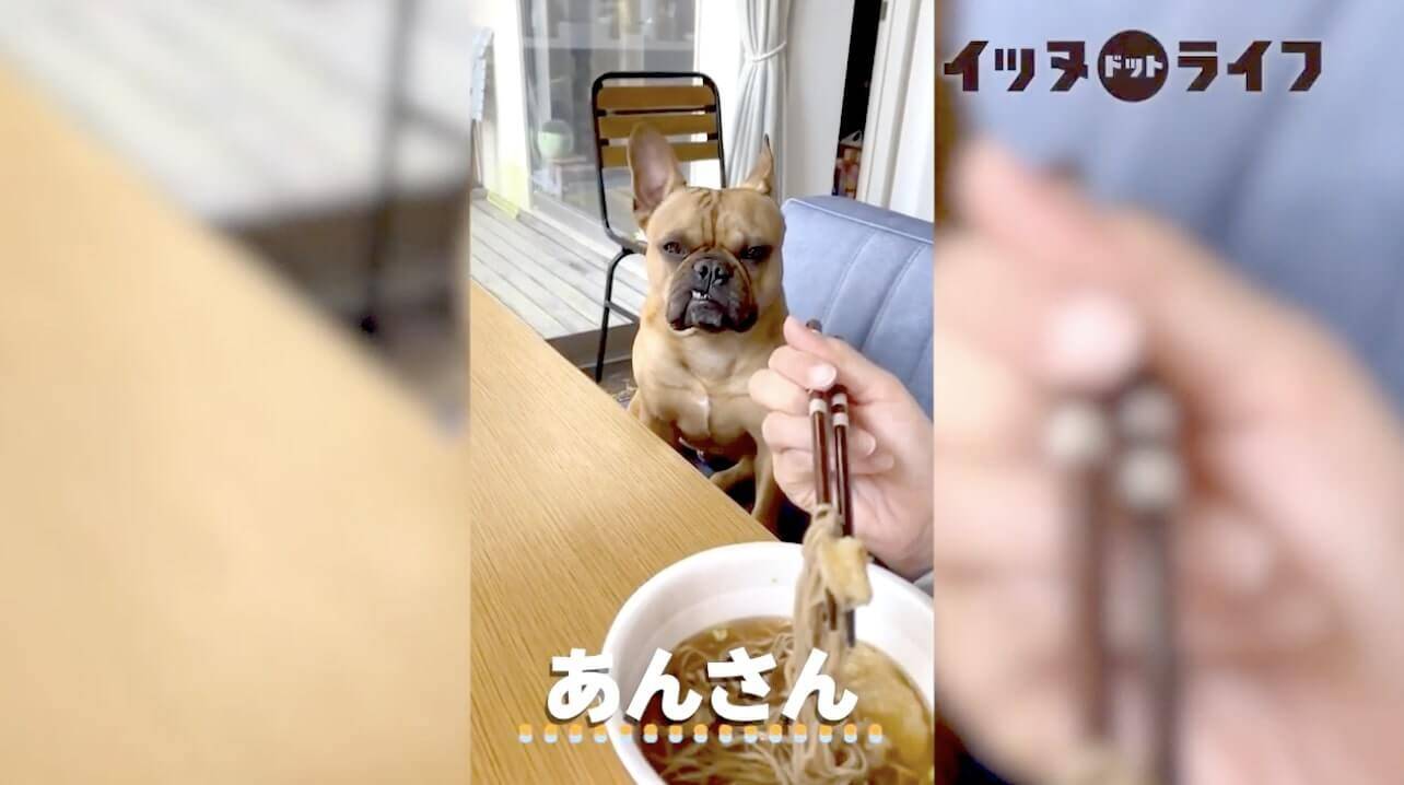 天ぷらそば 食いてぇ 食事中の飼い主をガン見するフレブル もう言葉でしっかりと心の声が聞こえてきたよ 動画 2020年12月6日 エキサイトニュース