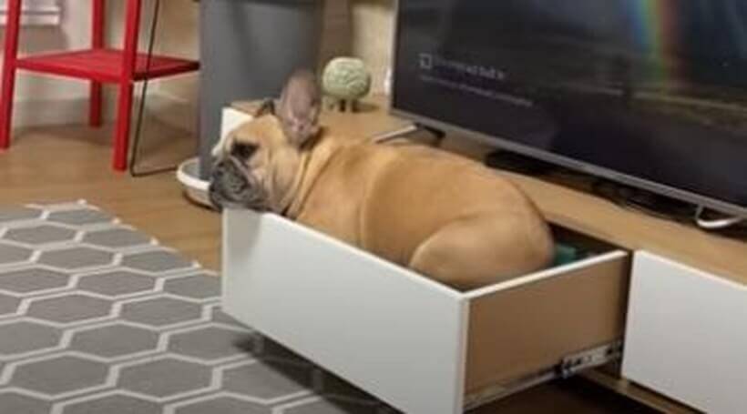 おもちゃ箱の中身を出してスッポリ収まってたフレブル こんな光景見つけたらもう動悸がするほど悶えると思う 動画 21年1月24日 エキサイトニュース