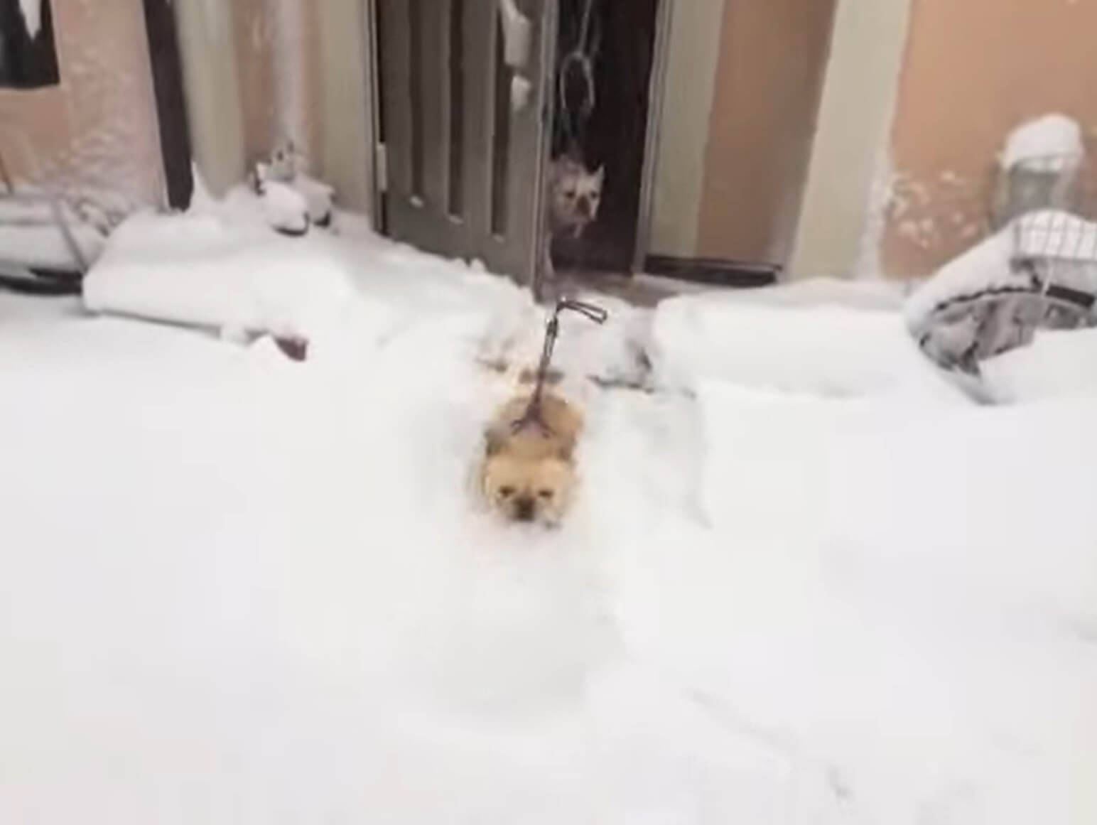 ﾓｿﾓｿ たっぷり積もった雪 お散歩に出るも 自ら進んで玄関に戻っていったフレブルが可愛い 動画 21年2月1日 エキサイトニュース