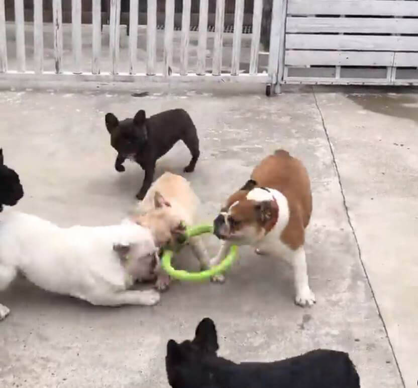 執念よ ブルドッグさん軍団に包囲されても 一つのオモチャを巡る戦のカロリーが凄まじいフレブルさんが居た 動画 21年3月11日 エキサイトニュース