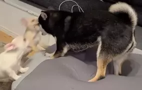 初めてレタス食べてみた でも好きじゃなかった バレないように前足の下に隠し 食べたフリ した柴犬 動画 21年3月5日 エキサイトニュース