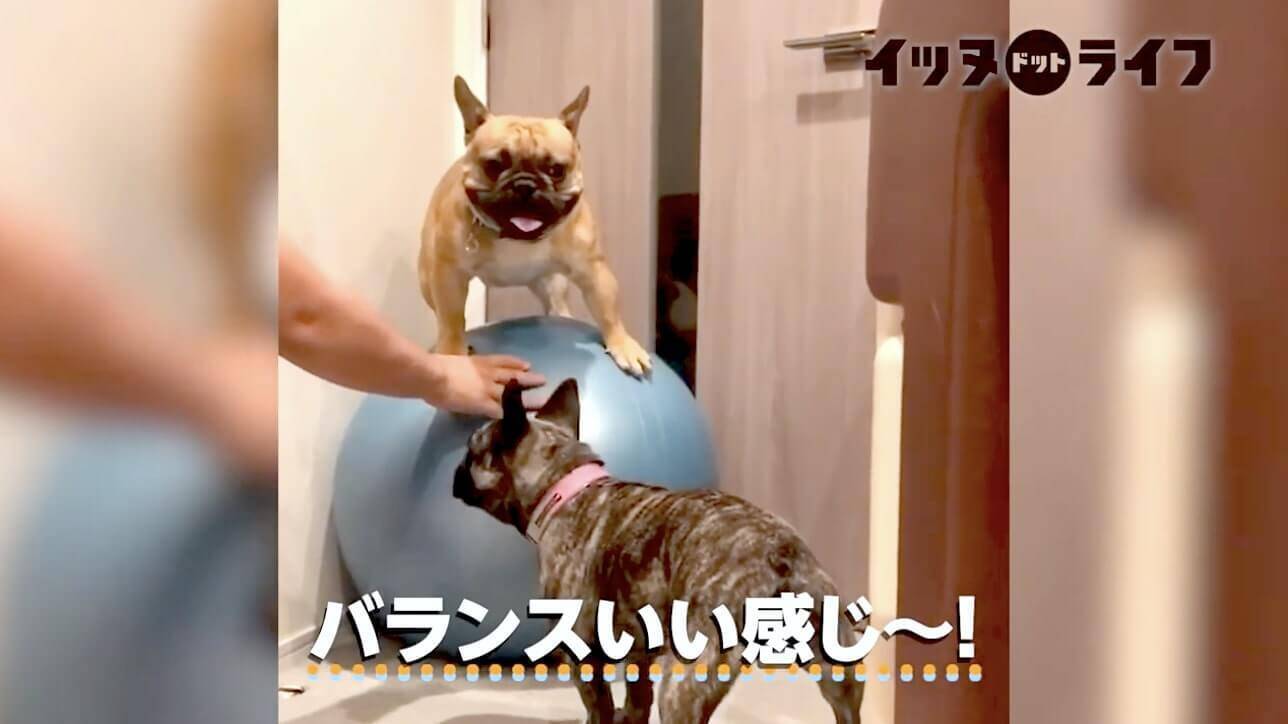 バランスボールに立った 目を輝かせ誇らしげなフレブルと ボールを破壊しようとガチな相棒 なんだこの絵は 動画 21年2月19日 エキサイトニュース