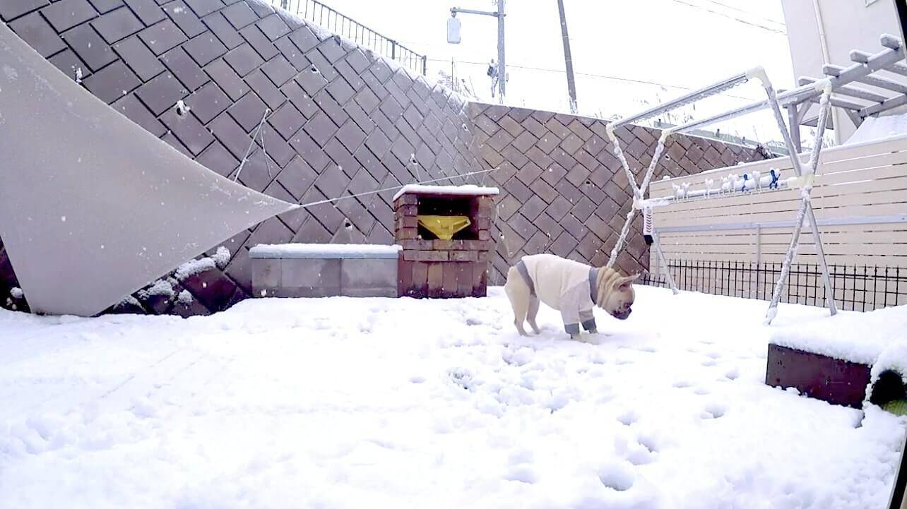 投げてもらった雪玉 どっか行っちゃった それでも見っけた感出してバクッとするフレブルが可愛い 動画 21年2月25日 エキサイトニュース