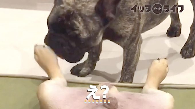 足を舐める悪魔 1921年のイランの写本に描かれた奇妙な怪物たち 年4月7日 エキサイトニュース