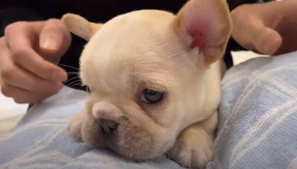 新しいお家に緊張してプルプル でも撫でられたらスヤスヤ 無垢で初々しいフレブル赤ちゃんが尊くて泣ける 動画 21年3月15日 エキサイトニュース