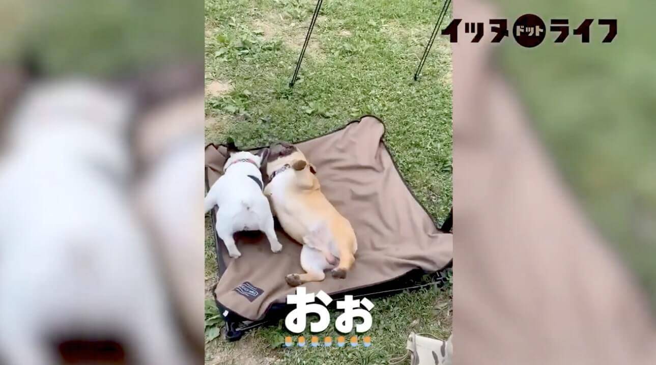 フレブルコンビがいも虫みたいに延々とゴロゴロ転がり続ける謎カワ動画がコチラ もちろん特に意味は無さそう 21年4月3日 エキサイトニュース