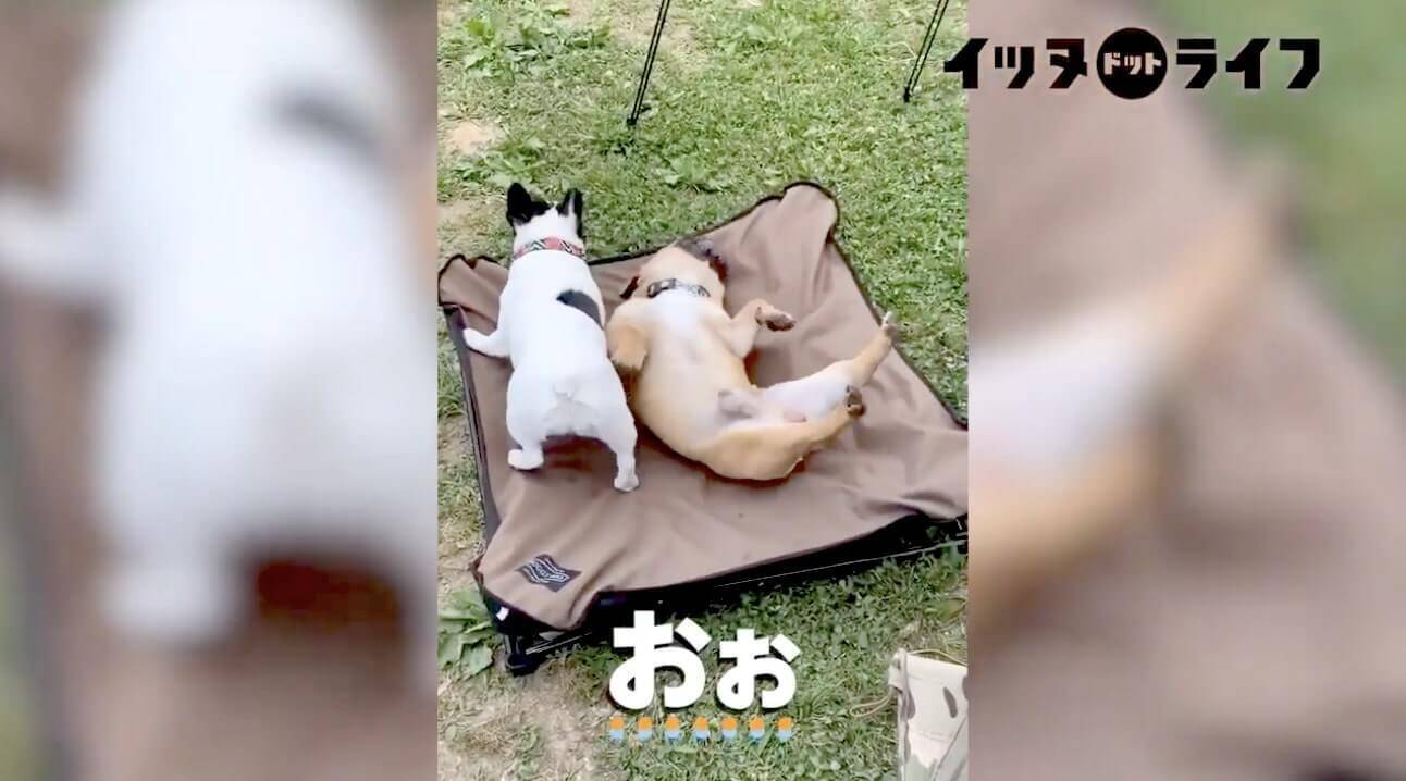 フレブルコンビがいも虫みたいに延々とゴロゴロ転がり続ける謎カワ動画がコチラ もちろん特に意味は無さそう 21年4月3日 エキサイトニュース