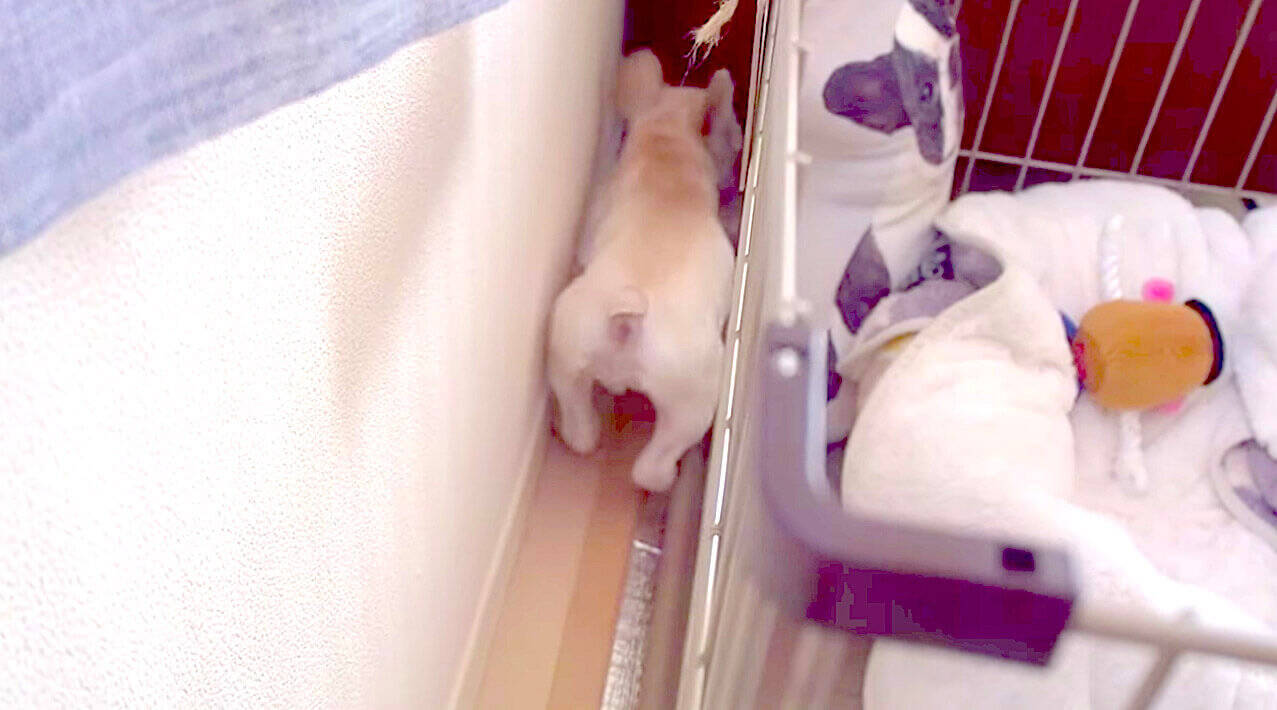 ｶﾞｼｬﾝｯ 外に出ようと柵を咥えて開くも 毎度足があたって結局閉めちゃうフレブル 愛おしくて涙でる 動画 21年4月24日 エキサイトニュース