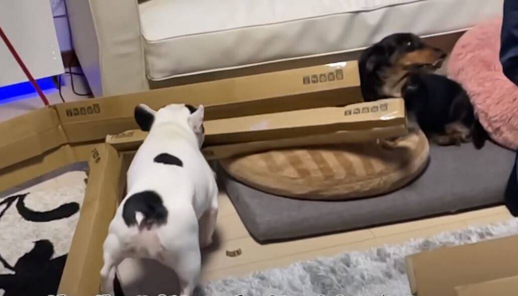 悲報 ダックスさん逃げて ダンボール破壊中のフレブルが クッションで寛ぐ相棒の平和を脅かしている模様 動画 21年5月14日 エキサイトニュース