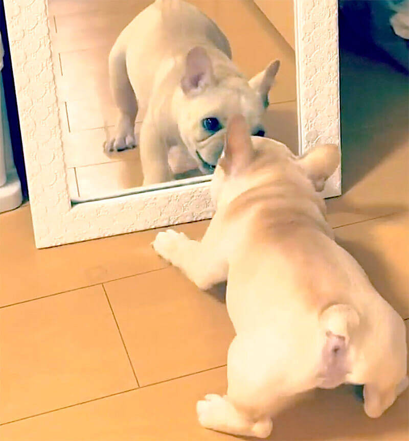 ｳﾞｩ 鏡の自分と闘うフレブルパピーの ちっこくて可愛いプリケツばかり目で追ってしまう罪な動画 21年5月24日 エキサイトニュース