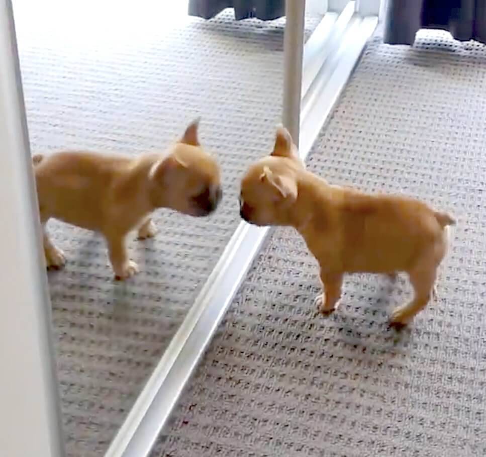 ｳﾞｩ 鏡の自分と闘うフレブルパピーの ちっこくて可愛いプリケツばかり目で追ってしまう罪な動画 21年5月24日 エキサイトニュース