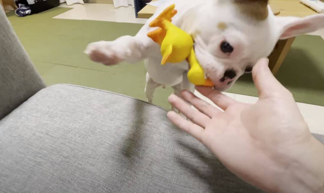 飼い主に叱られ 上目遣いのおこ顔で拗ねたフレブルパピー こんな悪い顔しちゃって なんて可愛いんだ 動画 21年6月4日 エキサイトニュース