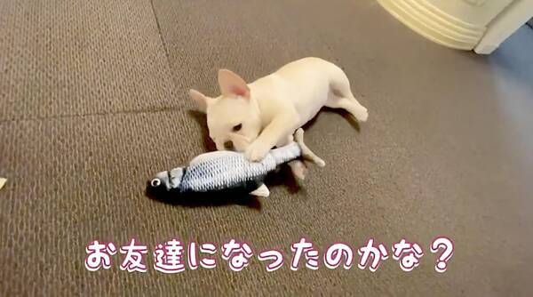 リアルな魚のぬいぐるみをフレブルパピーにあげたら まさかの添い寝 可愛すぎてどっちもぬいぐるみに見えた 動画 21年6月14日 エキサイトニュース