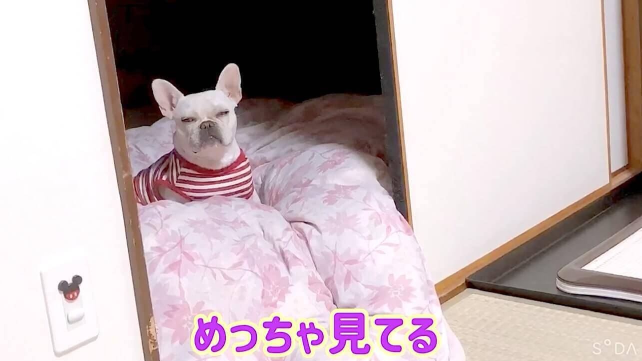 相棒犬が抱っこでナデナデされる現場を目撃し 机の下でいじけたフレブル チラ見してはしょげてた 動画 21年6月19日 エキサイトニュース