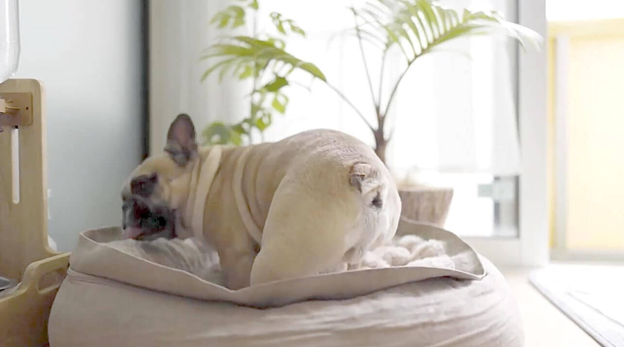 寝床作りに納得いかないフレブルの一部始終を見たら お尻ばっかり見てて内容が入ってなかった事に気づいた 動画 21年8月5日 エキサイトニュース