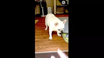 隠れてこっそり盗み食い 疑う余地なく柴犬が悪いのに ナゼか猛烈に逆ギレしてきた模様 なんでよ 動画 年11月5日 エキサイトニュース