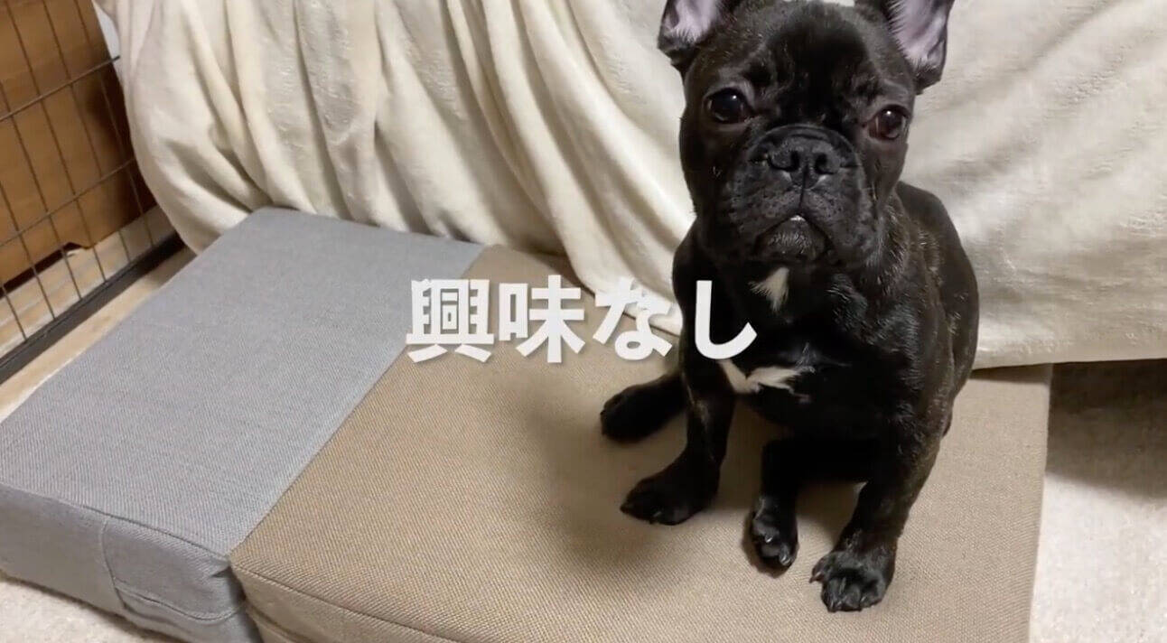 ｶﾞｯ ｶﾞｯ フレブルに 犬が絶対首を傾げる音 をきかせたら 全力でスマホをやっつけ始めた 可愛い 動画 21年7月4日 エキサイトニュース 2 2