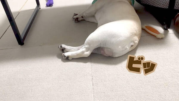 ビッ ブホォ まんまる可愛いフレブルのお尻から色んな音で放たれるおなら どれももれなく愛おしい 動画 21年8月1日 エキサイトニュース