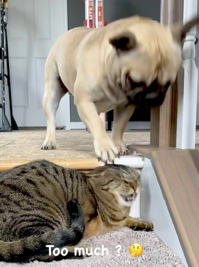 ニャー パンチの加減を知らないフレブル 猫さんに連続パンチして反撃の猫パンチ 重め をくらう 動画 21年8月9日 エキサイトニュース