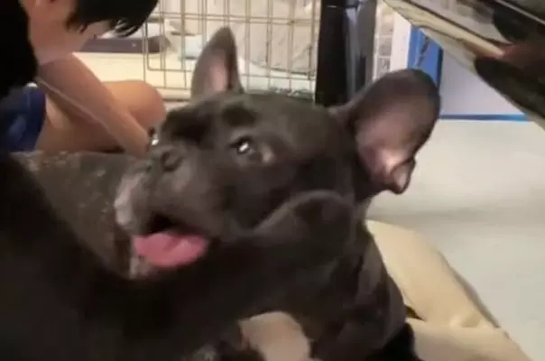 巨大な敵でも立ち向かっていく 猫パンチ最強伝説 22年8月21日 エキサイトニュース