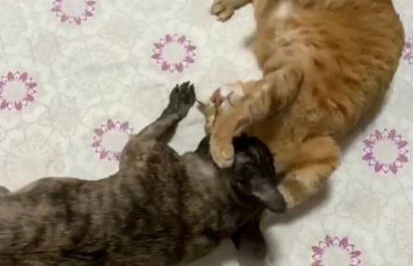 ニャー パンチの加減を知らないフレブル 猫さんに連続パンチして反撃の猫パンチ 重め をくらう 動画 21年8月9日 エキサイトニュース