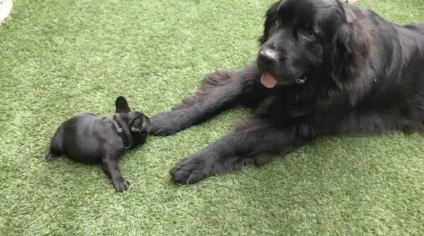 微動だにしない仏のような超大型犬の先輩 ドキドキの対面からじゃれあうまでの光景がまんま親子 フレブル動画 21年8月18日 エキサイトニュース