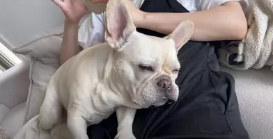 留守番を任されたゴールデンのアベリーさんが見せた哀愁に満ちた表情がこちら 19年8月日 エキサイトニュース