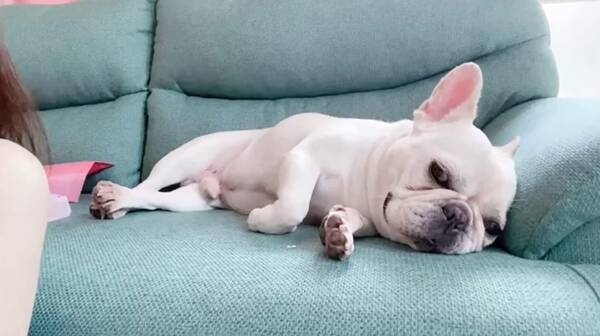 マジありえないポーズで飼い主を監視するフレブル 油断させる作戦か 動画 22年2月15日 エキサイトニュース