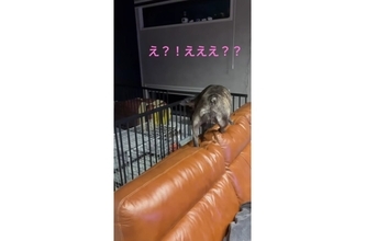 危ないって！暇つぶしにソファの背もたれを散歩するフレブル【動画】