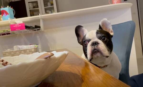 ジッ 赤ちゃんのおもちゃで遊びたいけど グッと我慢して譲るフレブル 優しさに胸が熱くなるよ 動画 22年6月10日 エキサイトニュース ジッ 赤ちゃんのおもちゃで遊びたいけど グッと我慢して譲るフレブル 優しさに胸が熱くなるよ 動画 22年6月10日 エキサイトニュース