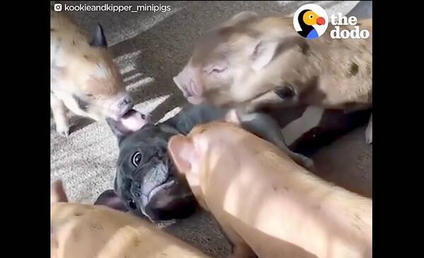 ミニブタ軍団に溺愛され困惑するフレブル いざ立ち去られると少し寂しそうだった 動画 22年2月27日 エキサイトニュース