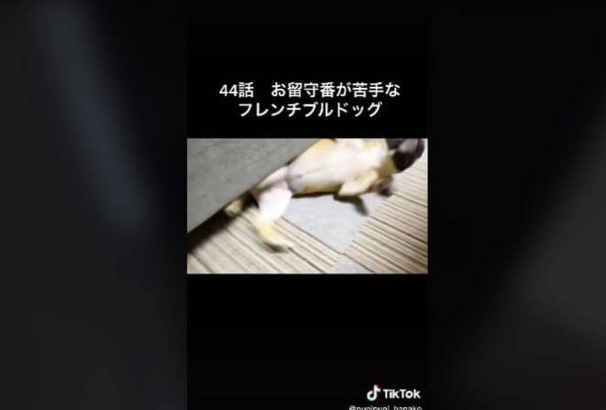 ヤバ 飼い主の留守中にイタズラをやらかしたフレブル そこで隠れてもバレてるぞ 動画 22年9月16日 エキサイトニュース ヤバ 飼い主の留守中にイタズラをやらかしたフレブル そこで隠れてもバレてるぞ 動画 22年9月16日 エキサイトニュース
