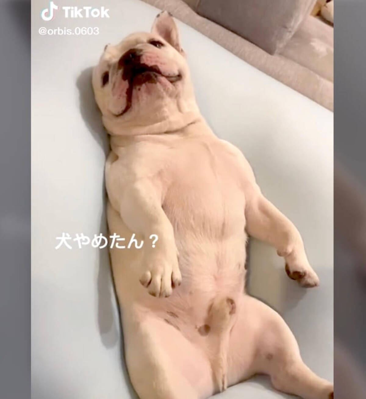 ヨギボーばかり乗るからソファの上に移動させたら 更にその上に乗った執念のフレブル 動画 22年4月27日 エキサイトニュース