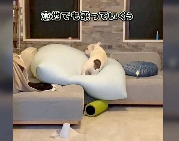 ヨギボーばかり乗るからソファの上に移動させたら 更にその上に乗った執念のフレブル 動画 22年4月27日 エキサイトニュース 2 2