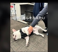 「だれか遊んでー」飼い主の職場で暇を持て余すフレブル。面白くて仕事にならない【動画】