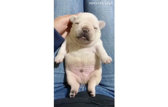 膝の上で寝ちゃった…白くまみたいなフレブルパピーの癒しがすごい【動画】