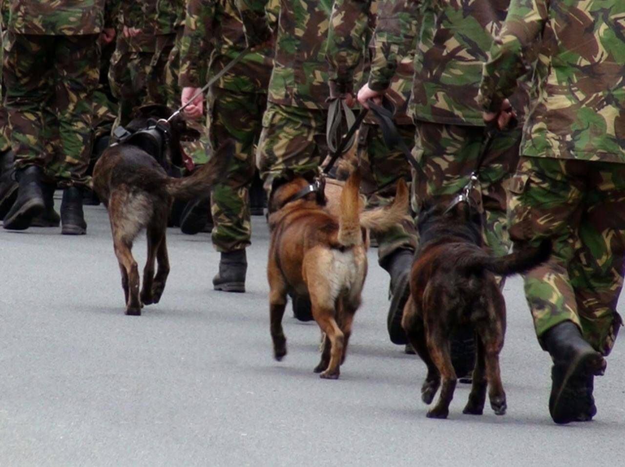 人間のために働いてきた軍用犬が殺処分へ 兵士が立ち上がる 17年12月16日 エキサイトニュース